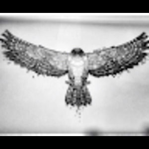 Meet your Posher, Dain